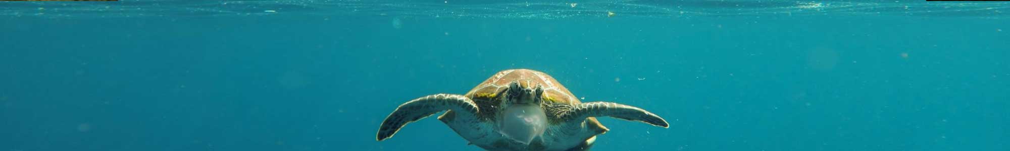 Naissance des tortues