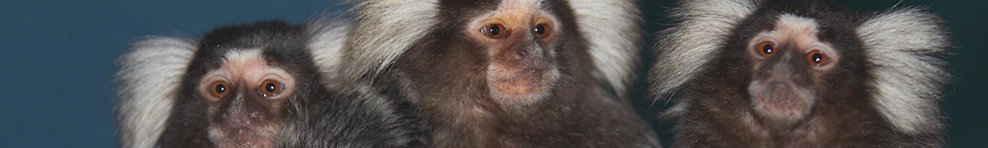 Ouistiti à toupets blancs